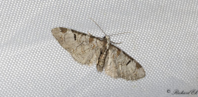 Hagtornsmalmtare - Pinion-spotted Pug (Eupithecia insigniata)