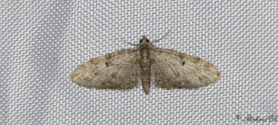 Tallmalmtare - Ochreous Pug (Eupithecia indigata)