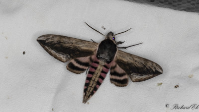 Ligustersvrmare - Privet Hawk-moth (Sphinx ligustri)