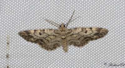 Granmalmtare - Dwarf Pug (Eupithecia tantillaria)