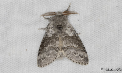 Bokspinnare - Pale Tussock (Calliteara pudibunda)