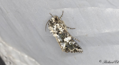 Praktnejlikfly - Marbled Coronet (Hadena confusa)