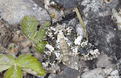 Praktnejlikfly - Marbled Coronet (Hadena confusa)