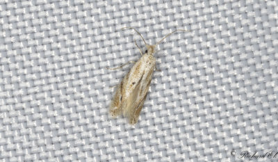 Bjrkkronmal (Bucculatrix demaryella)