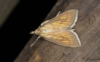 Jttestarrsmott (Nascia cilialis)