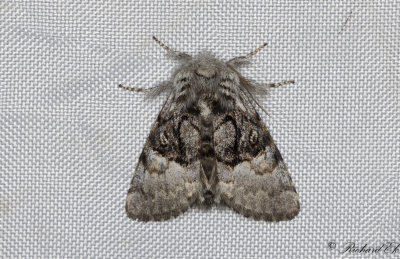 Hasselfly - Nut-tree Tussock (Colocasia coryli)