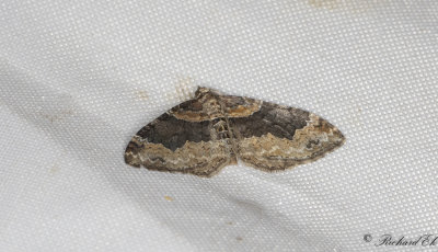 Rostrd fltmtare - Dark-barred Twin-spot Carpet (Xanthorhoe ferrugata)