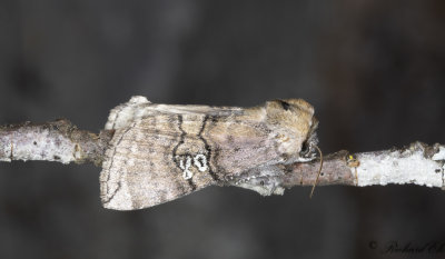 Rdaktig blekmaskspinnare - Figure of Eighty (Tethea ocularis)
