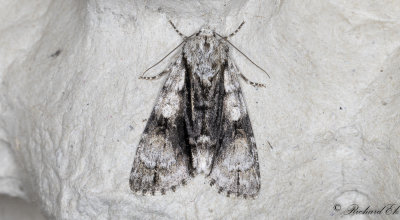 Alaftonfly - Alder Moth (Acronicta alni)