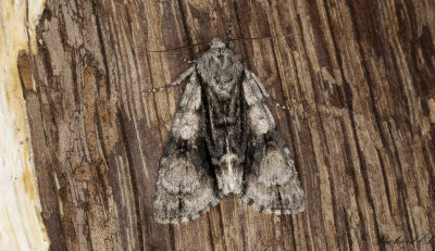 Alaftonfly - Alder Moth (Acronicta alni)