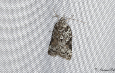 Slgfotslpare - Sallow Nycteoline (Nycteola degenerana)