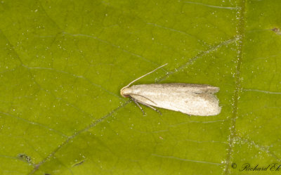 Backvickermal (Xystophora carchariella)
