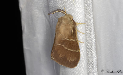 Grsulv - Fox Moth (Macrothylacia rubi)