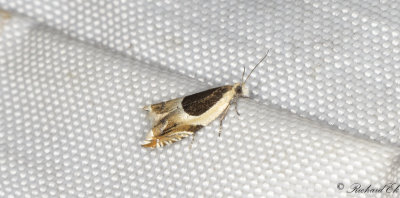Gkrtssikelvecklare (Ancylis badiana)