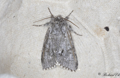 Myraftonfly - Light Knot Grass (Acronicta menyanthidis)