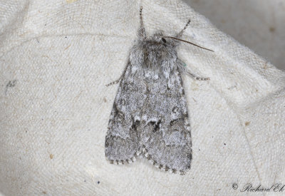 Myraftonfly - Light Knot Grass (Acronicta menyanthidis)