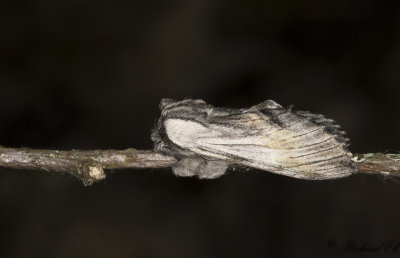 Trollspinnare - Tawny Prominent (Harpyia milhauseri)