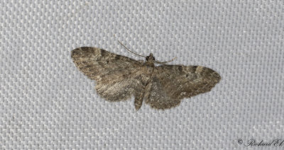 Vinkelmalmtare - Common Pug (Eupithecia vulgata)