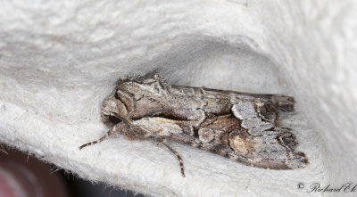 Blbrslundfly - Light Brocade (Lacanobia w-latinum)