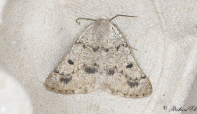 Skuggmtare - Grey Scalloped Bar (Dyscia fagaria)