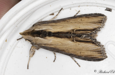 Flenrtskapuschongfly - Water Betony (Cucullia scrophulariae)