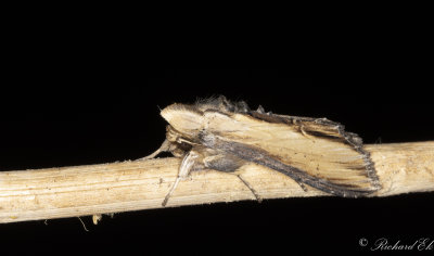 Flenrtskapuschongfly - Water Betony (Cucullia scrophulariae)