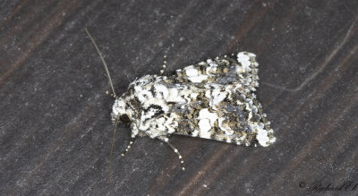 Praktnejlikfly - Marbled Coronet (Hadena confusa)