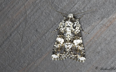 Praktnejlikfly - Marbled Coronet (Hadena confusa)