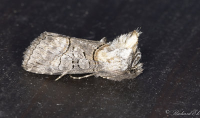 Tulkrtsfly (Abrostola asclepiadis)