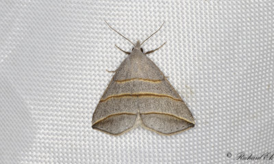 Mtarfly - Lesser Belle (Colobochyla salicalis)