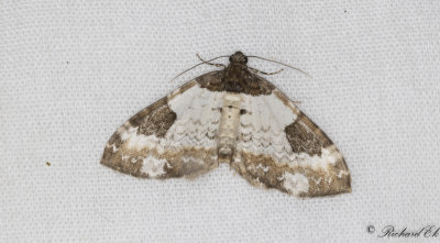 Klematisfltmtare - Pretty Chalk Carpet (Melanthia procellata)