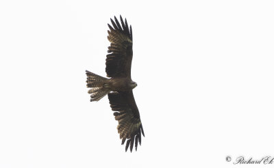 Brun glada - Black Kite (Milvus migrans)