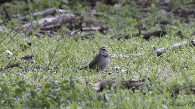 Blhake - Bluethroat (Luscinia svecica)