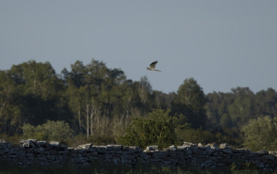 ngshk - Montagu's Harrier (Circus pygargus)