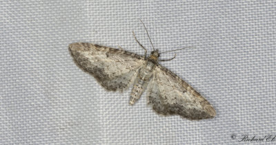 ngsmalmtare - Shaded Pug (Eupithecia subumbrata)