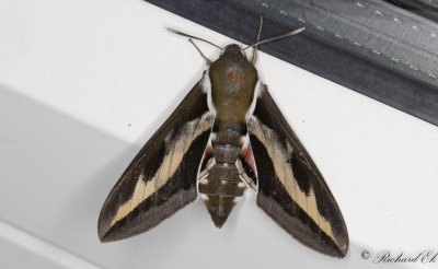 Brunsprtad skymningssvrmare - Bedstraw Hawk-Moth (Hyles gallii) 