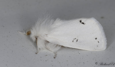 Äpplerödgump - Brown-tail (Euproctis chrysorrhoea)
