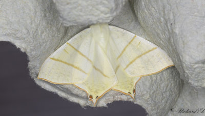 Svansmtare - Swallow-tailed moth (Ourapteryx sambucaria)