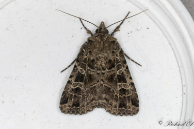 Gråribbat kvällsfly - The Gothic (Naenia typica)