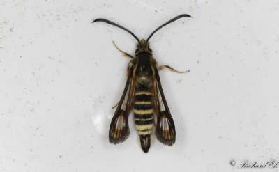 Vickerglasvinge - Six-belted Clearwing (Bembecia ichneumoniformis)
