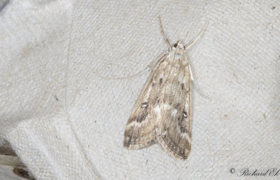 Vattenaloemott - Ringed China-mark (Parapoynx stratiotata)