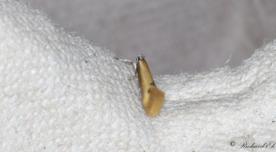 Mindre buskpraktmal (Batia lunaris)