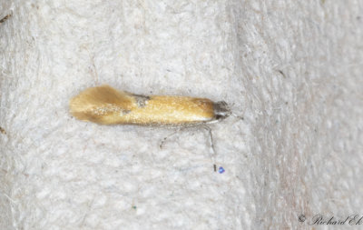 Mindre buskpraktmal (Batia lunaris)