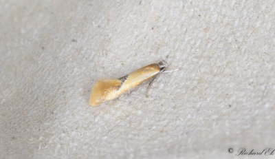 Mindre buskpraktmal (Batia lunaris)