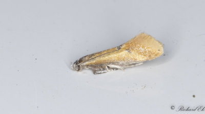 Mindre buskpraktmal (Batia lunaris)