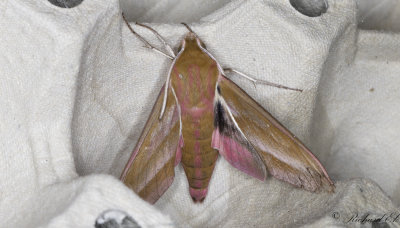 Strre snabelsvrmare - Elephant Hawk-moth (Deilephila elpenor)