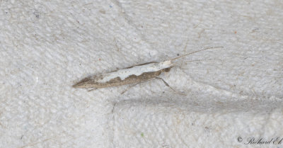 Klmal (Plutella xylostella)