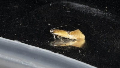 Mindre buskpraktmal (Batia lunaris)