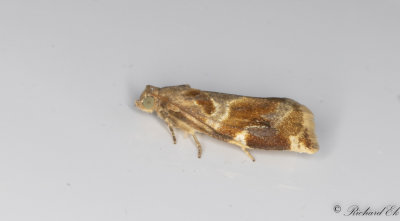 Trysommarvecklare - Variegated Golden Tortrix (Archips xylosteanus)