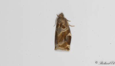 Trysommarvecklare - Variegated Golden Tortrix (Archips xylosteanus)